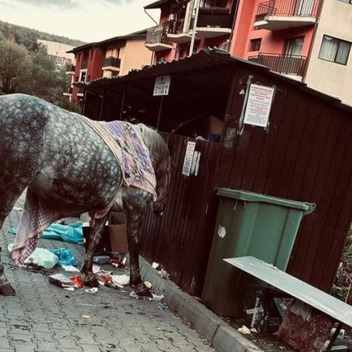 Dezastru provocat de caii lăsați liberi pe străzile din Florești
