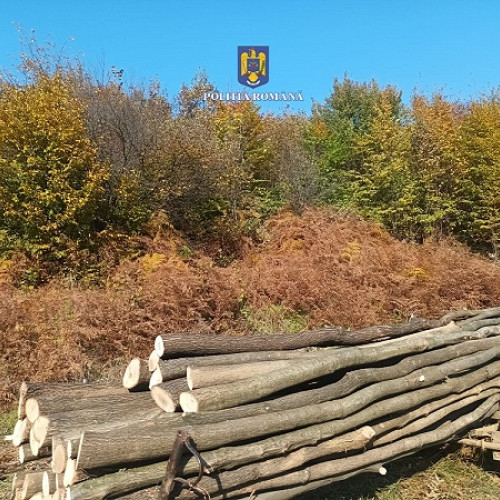 Bărbat din Tarna Mare, prins după ce a tăiat și furat arbori