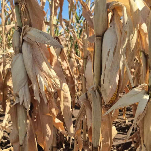 Ministerul Agriculturii anunță plata despăgubirilor pentru seceta din acest an