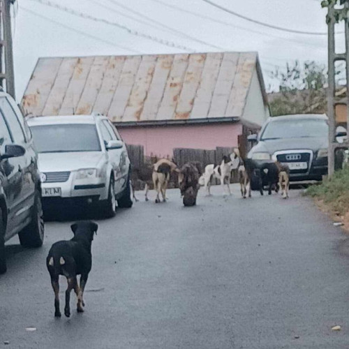 Luis Popa propune o asociatie pentru gestionarea cainilor fara stapan in judet