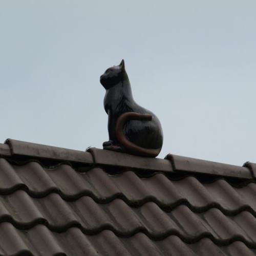 Pompierii din Focșani intervin în comuna Budești pentru o pisică blocată pe acoperiș