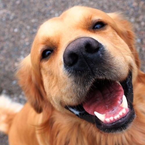 Campanie de sterilizare gratuită a câinilor în Focșani