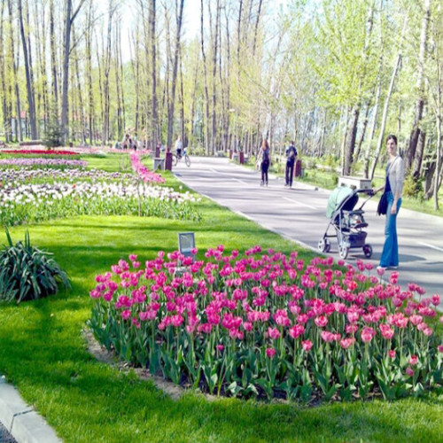 Plantare de bulbi de lalele în Parcul "Lunca Argesului" din Pitești pentru primăvara 2025