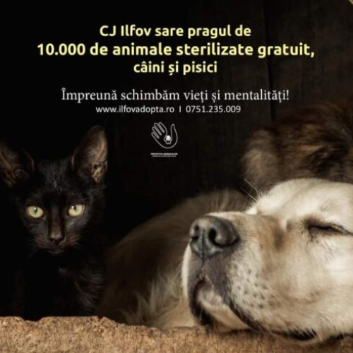 Campanii de sterilizare gratuită pentru câini și pisici în Ilfov