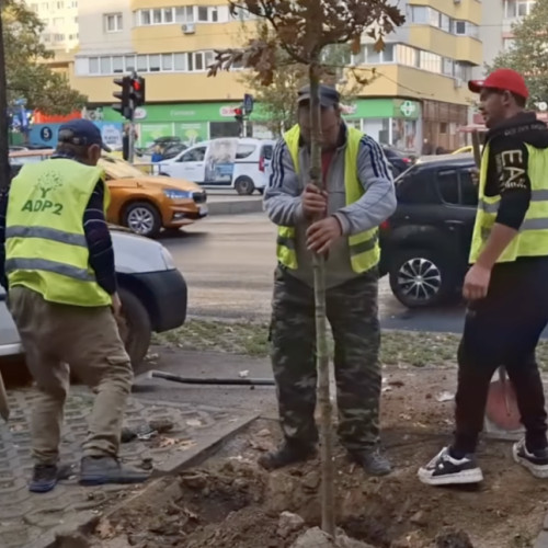 colegii de la administrația domeniului public au plantat stejari pe șoseaua colentina
