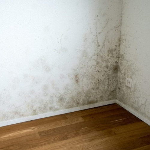 Mucegaiul pe pereți: o problemă comună în sezonul rece