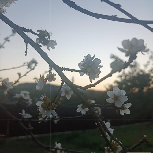 Vremea caldă din toamnă provoacă înflorirea pomilor fructiferi în Botoșani