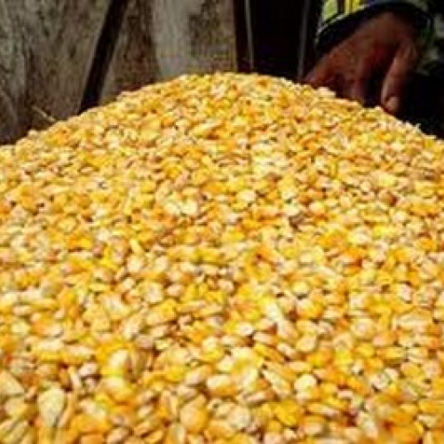 Seceta afectează grav agricultura în Botoșani