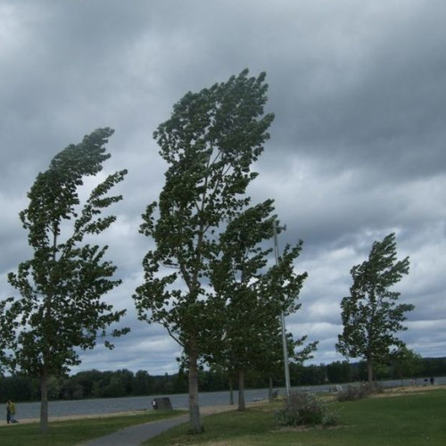 Meteorologii avertizează: Cod Galben de vânt puternic sâmbătă