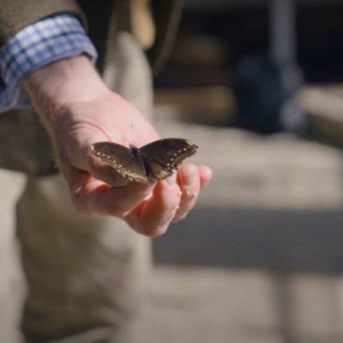 Insectele, esențiale pentru viață: campanie de conștientizare în Germania