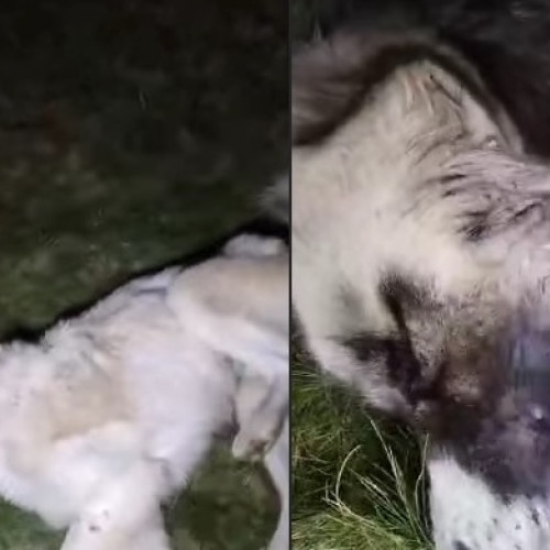 Câine otrăvit la Berchezoaia, un cititor îngrijorat condamnă actul de cruzime