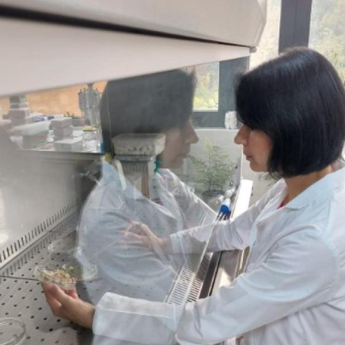 Proiect de cercetare la USAMV Cluj-Napoca pentru floarea-soarelui rezistentă la secetă