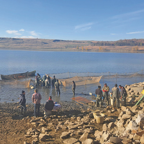 Tradiția piscicolă continuă: Diadem Atodiresei, antreprenorul din Iași care produce pește de calitate