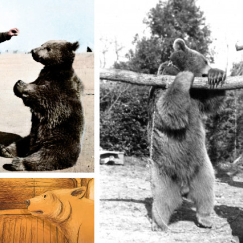 Ursul Wojtek, simbol al curajului polonez, adus pe scenă