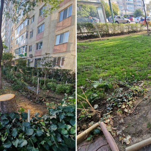 Defrișări controversate pe Bulevardul Tomis din Constanța