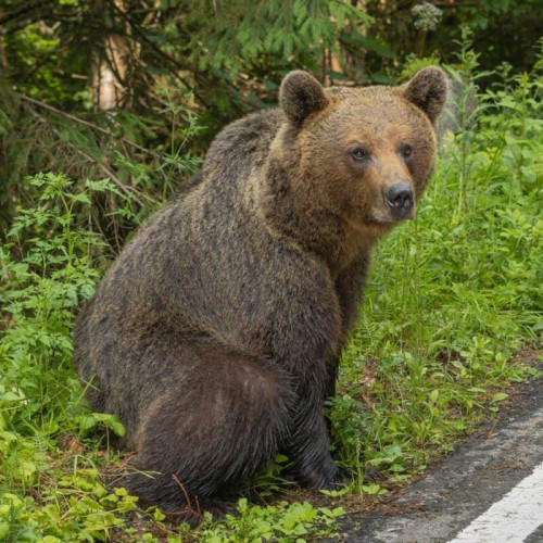 Atacuri ale unui urs în Brănești – Autoritățile fac apel la prudență