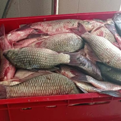 Acțiuni ale poliției pentru combaterea braconajului în Delta Dunării