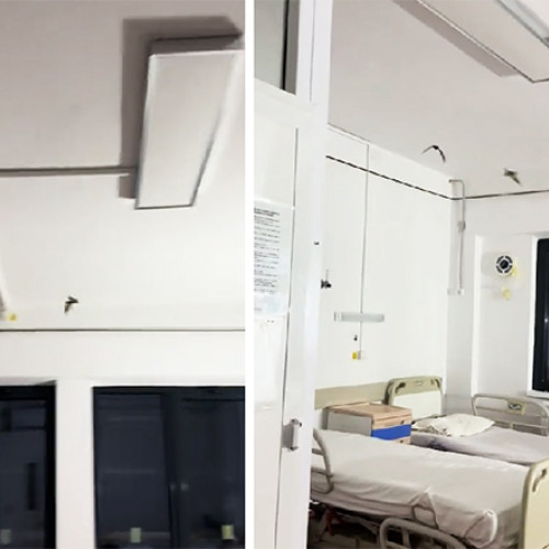 Lilieci surprinși zburând prin spitalul din Oltenița