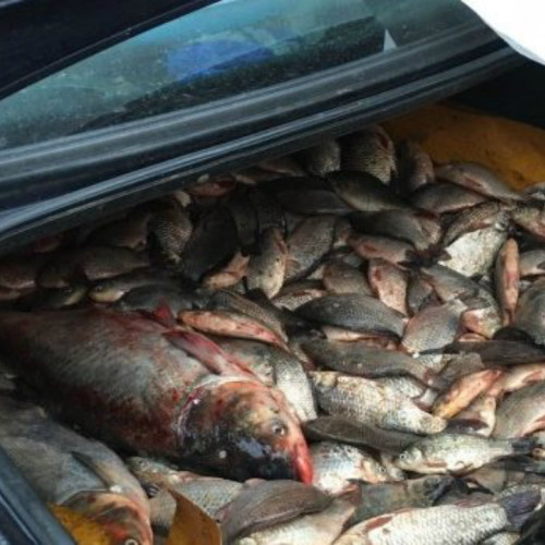 Botoșănean prins de poliție conducând fără permis și transportând pește ilegal