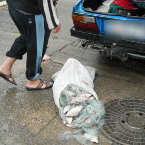 Afacere ilegală cu pește, descoperită de polițiștii din Darabani