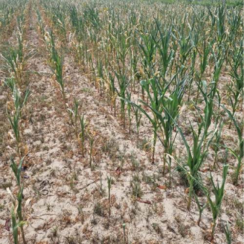 Informații despre formarea profesională