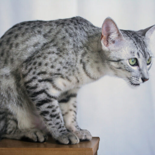 Mau Egiptean, cea mai rapidă rasă de pisică din lume