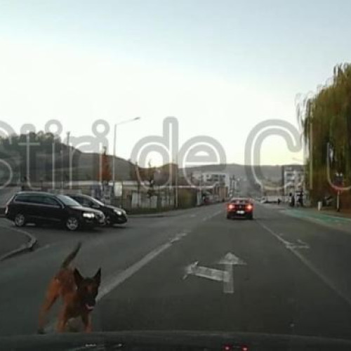 Atacuri ale unor câini nesupravegheați în Florești