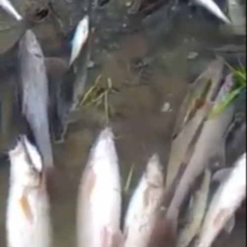 Mortalitate piscicolă alarmantă în râul Trotuș, Garda de Mediu va sesiza autoritățile