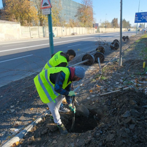 Campania de plantare a arborilor în Brașov începe din această săptămână