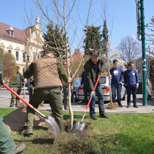400 de arbori vor fi plantați în Brașov
