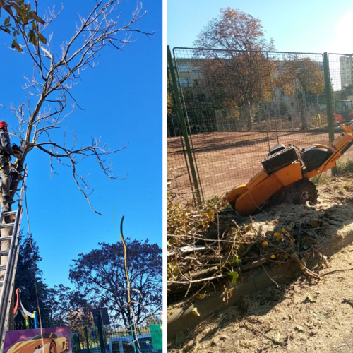 Lucrări de toaletare a arborilor în Constanța, conform legii