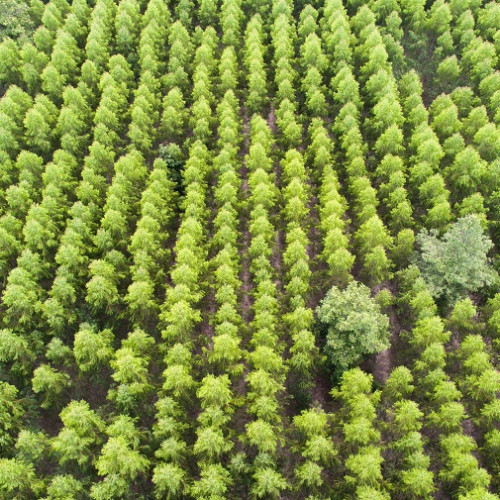 Contract pentru lucrări de împădurire la Direcția Silvică Constanța