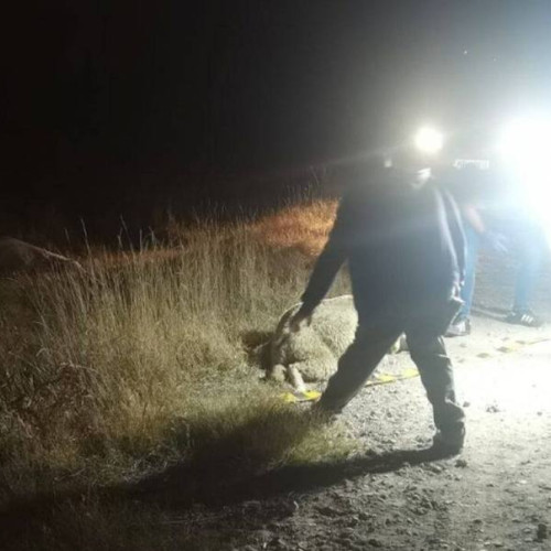 Doi bărbați reținuți pentru furt calificat în comuna Pietroșita