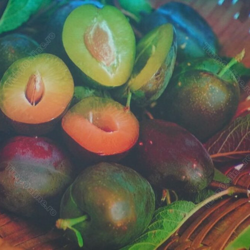 Cercetările privind prunul transgenic &quot;Honey Sweet&quot; în România