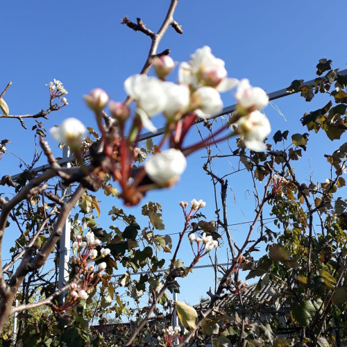 Vremea caldă afectează culturile din România