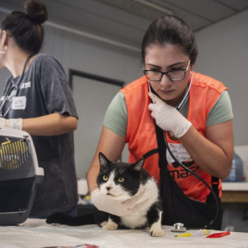 Medici veterinari din Pairporta ajută animalele afectate de inundații