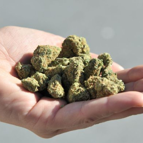 Tânăr din comuna Mihai Eminescu condamnat la 8 luni de închisoare cu suspendare pentru cultivarea de cannabis