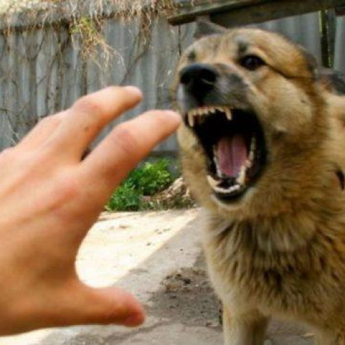 Vaccinarea animalelor de companie obligatorie în Botoșani împotriva turbării