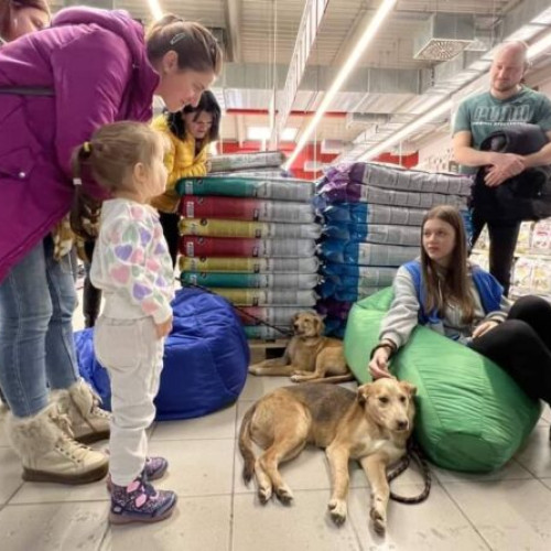 Târg de adopții de căței organizat de ASPA