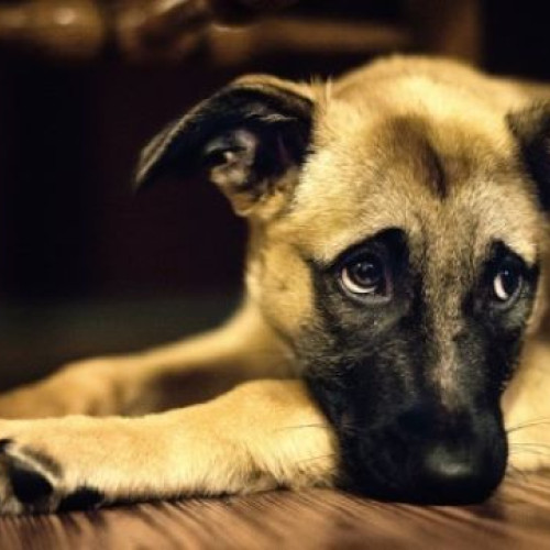 Ce trebuie să știm despre timpul petrecut de câini singuri acasă