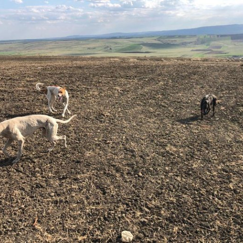 Acțiune a poliției pentru protecția animalelor în comuna Vornicenii