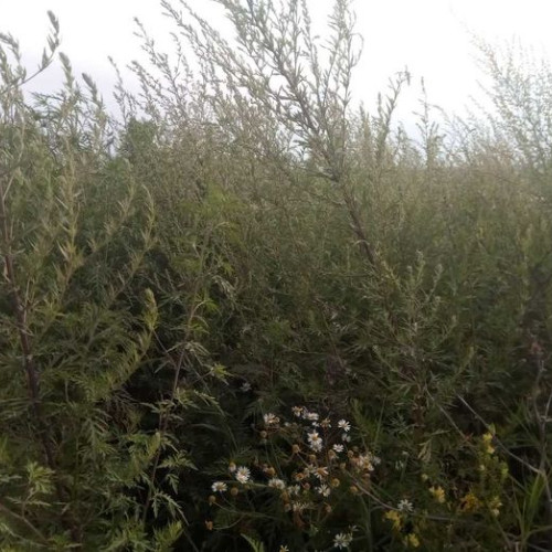 Ambrozia, planta invazivă, amenință sănătatea publică în Botoșani