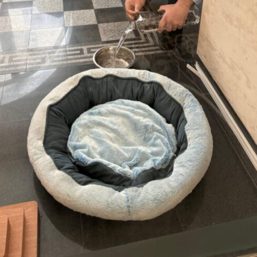 Primăria Sectorului 1 permite accesul animalelor de companie în instituție