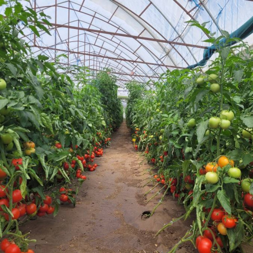 Program special pentru fermierii din Dâmbovița în acest weekend