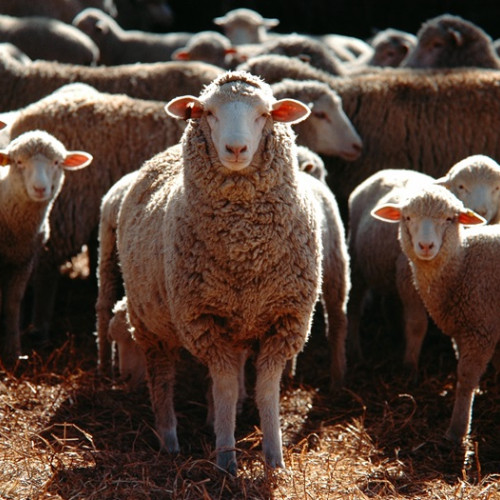 Delegatie marocana in Romania pentru reluarea exportului de ovine