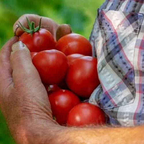 Noi reguli pentru producătorii agricoli