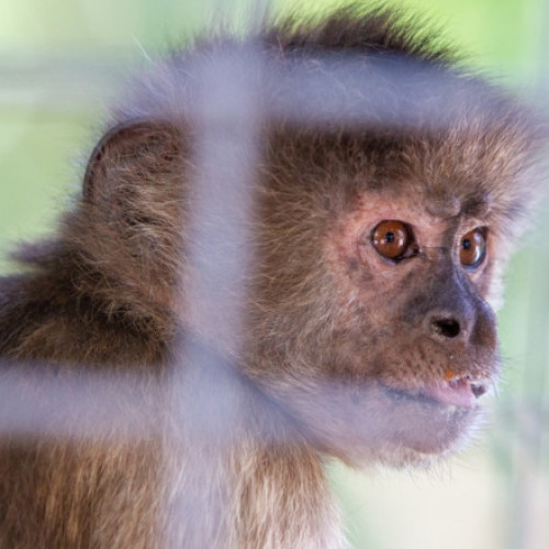 Femeie atacată de o maimuță în timp ce hrănea pisicile