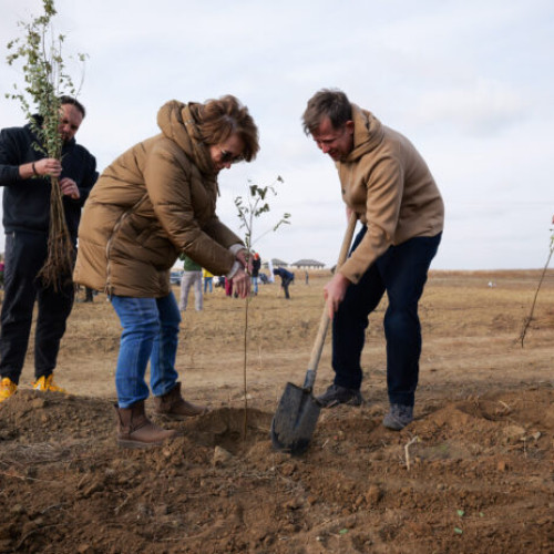 Acțiune de împădurire în județul Ilfov: 10.000 de puieți plantați în pădurea Cernica
