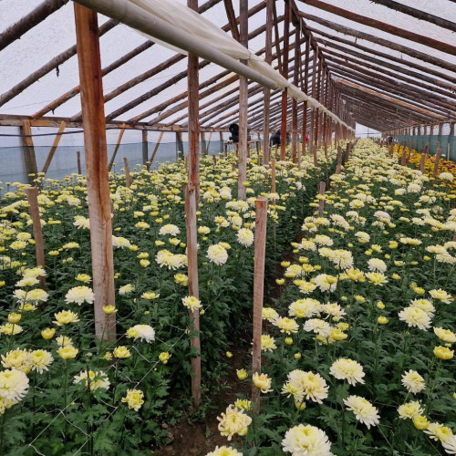 Senatorul Titus Corlățean vizitează un cultivator de flori din Dâmbovița