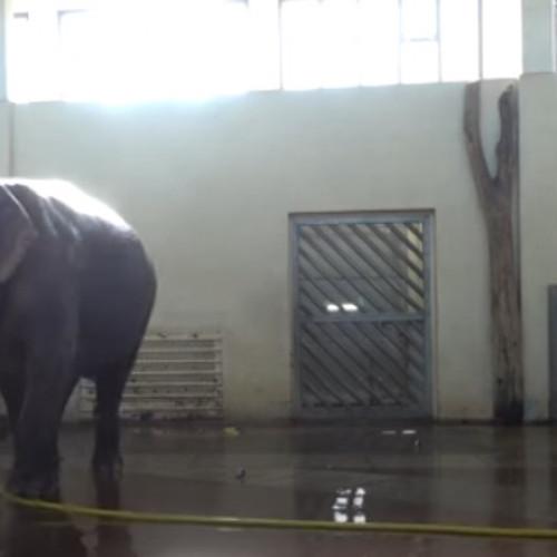 Elefantul care se spală singur cu furtunul, un comportament uimitor observat de cercetători